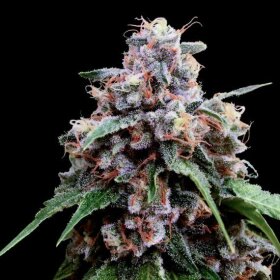 DNA Genetics Lemon 18 - 3 feminized seeds