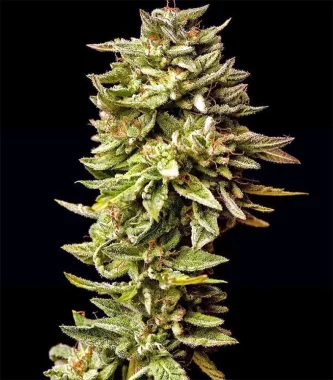 Dr Krippling Guys Girl Scout Cookie Glue (GGG1) AUTO - 5 automatisierte Samen