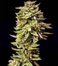 Dr Krippling Guys Girl Scout Cookie Glue (GGG1) AUTO - 5 automated seeds