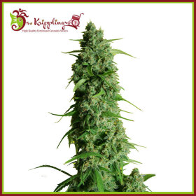 Dr Krippling Guys Girl Scout Cookie Glue (GGG1) AUTO - 5 automatisierte Samen