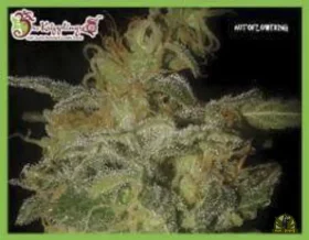 Dr Krippling Incredible Bulk AUTO - 5 autoflowering Samen