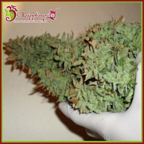 Dr Krippling Smokin Gun AUTO - 5 automated seeds