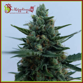 Dr Krippling White Rush AUTO - 5 automated seeds