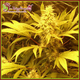 Dr Krippling Kali and the Chocolate Factory - 5 feminized seeds