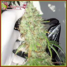 Dr Krippling Night Night aka Kalis Lullaby - 5 feminized seeds