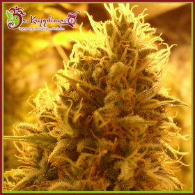 Dr Krippling Puff Puff Pass Out - 5 feminized seeds