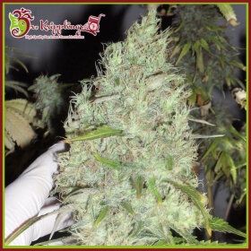 Dr Krippling Incredible Bulk - 5 feminized seeds