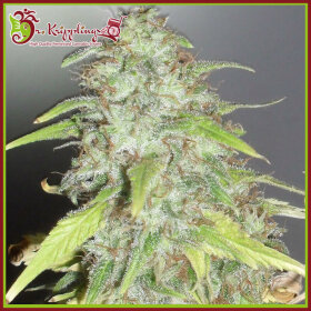 Dr Krippling Kripple Shock - 5 feminized seeds