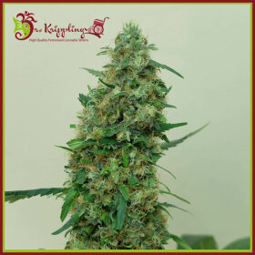 Dr Krippling Patels Cornershop Surprise - 5 feminized seeds