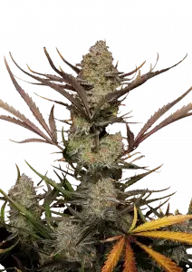 Fast Buds Apple Strudel AUTO - 3 autoflowering Samen