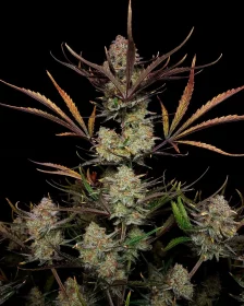 Fast Buds Apple Strudel AUTO - 3 automated seeds