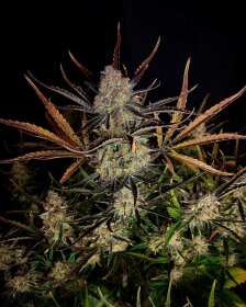 Fast Buds Apple Strudel AUTO - 3 autoflowering Samen