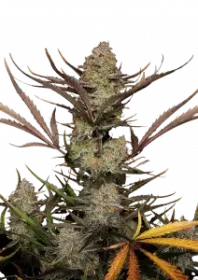 Fast Buds Apple Strudel AUTO - 3 autoflowering Samen