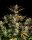 Fast Buds Apple Strudel AUTO - 3 autoflowering Samen