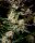 Fast Buds Apple Strudel AUTO - 3 autoflowering Samen