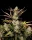 Fast Buds Apple Strudel AUTO - 3 autoflowering Samen