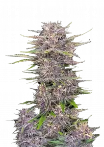 Fast Buds Banana Purple Punch AUTO - 3 autoflowering Samen