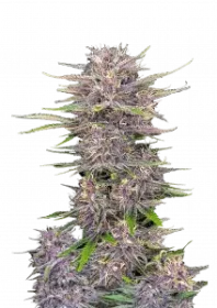 Fast Buds Banana Purple Punch AUTO - 3 autoflowering Samen