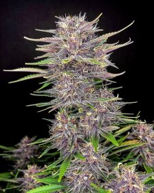 Fast Buds Banana Purple Punch AUTO - 3 automated seeds