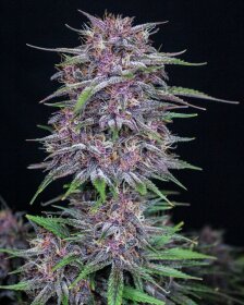 Fast Buds Banana Purple Punch AUTO - 3 autoflowering Samen