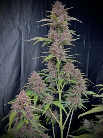 Fast Buds Banana Purple Punch AUTO - 3 autoflowering Samen