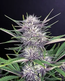 Fast Buds Banana Purple Punch AUTO - 3 automatisierte Samen