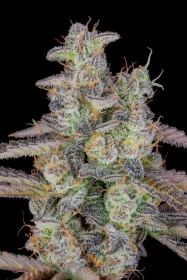 Fast Buds Banana Purple Punch AUTO - 3 automatisierte Samen