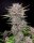 Fast Buds Banana Purple Punch AUTO - 3 autoflowering Samen