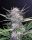 Fast Buds Banana Purple Punch AUTO - 3 autoflowering Samen