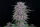 Fast Buds Banana Purple Punch AUTO - 3 autoflowering Samen