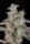 Fast Buds Banana Purple Punch AUTO - 3 autoflowering Samen