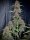 Fast Buds Banana Purple Punch AUTO - 3 autoflowering Samen