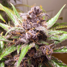 Dutch Passion Blackberry Kush AUTO - 3 automated seeds