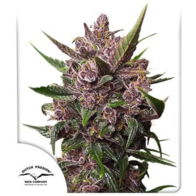 Dutch Passion Blackberry Kush AUTO - 3 automatisierte Samen