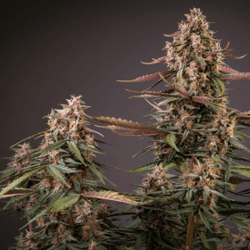 Dutch Passion Blackberry Kush AUTO - 3 automatisierte Samen