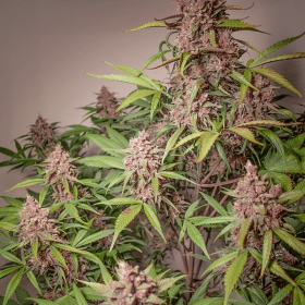 Dutch Passion Blackberry Kush AUTO - 3 automatisierte Samen