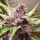 Dutch Passion Blackberry Kush AUTO - 3 autoflowering Samen