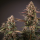 Dutch Passion Blackberry Kush AUTO - 3 autoflowering Samen