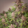 Dutch Passion Blackberry Kush AUTO - 3 autoflowering Samen