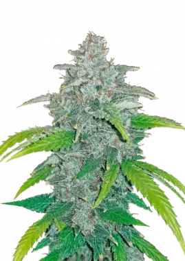 Fast Buds Blue Dream AUTO - 3 autoflowering Samen