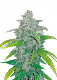 Fast Buds Blue Dream AUTO - 3 autoflowering Samen