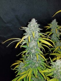 Fast Buds Blue Dream AUTO - 3 automated seeds