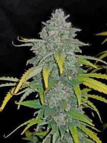 Fast Buds Blue Dream AUTO - 3 autoflowering Samen