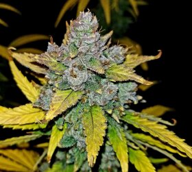 Fast Buds Blue Dream AUTO - 3 autoflowering Samen