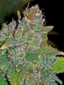 Fast Buds Blue Dream AUTO - 3 automatisierte Samen