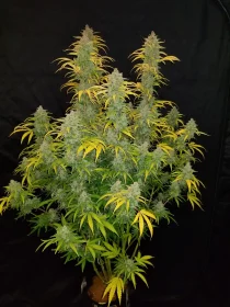 Fast Buds Blue Dream AUTO - 3 automatisierte Samen