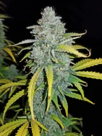 Fast Buds Blue Dream AUTO - 3 automatisierte Samen