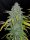 Fast Buds Blue Dream AUTO - 3 autoflowering Samen