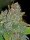 Fast Buds Blue Dream AUTO - 3 autoflowering Samen