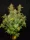 Fast Buds Blue Dream AUTO - 3 autoflowering Samen